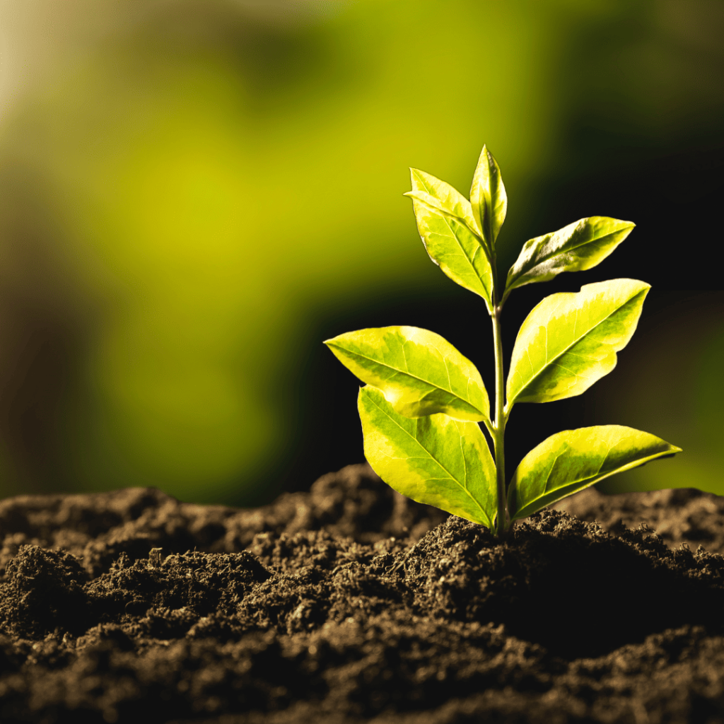 Pavimenti di legno e Sostenibilità ambientale 7